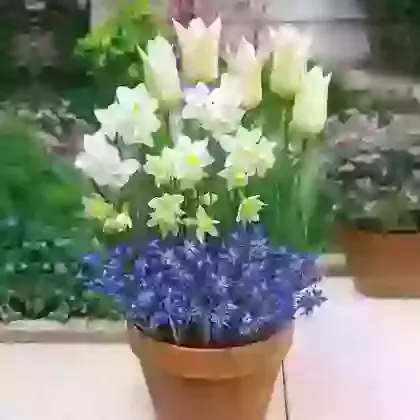 Outdoor Pots/Tubs Collections